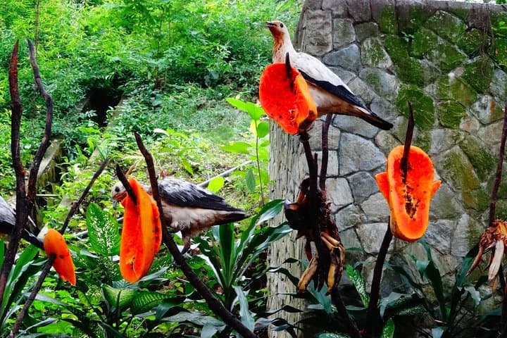 Inside KL Bird Park: Explore the World's Largest Free-Flight Aviary photo 5