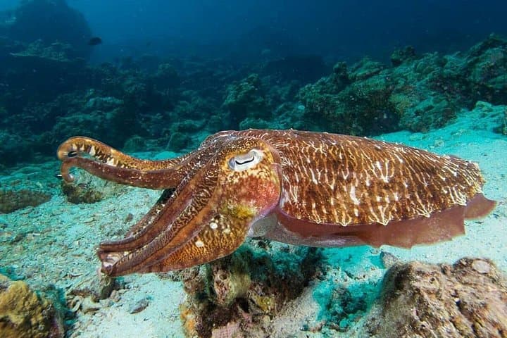 Koh Lanta Fun Diving Safari: Two-Dive Day Trip to Koh Haa & Bida Islands photo 3