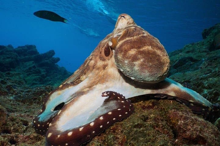 Koh Lanta Fun Diving Safari: Two-Dive Day Trip to Koh Haa & Bida Islands photo 4