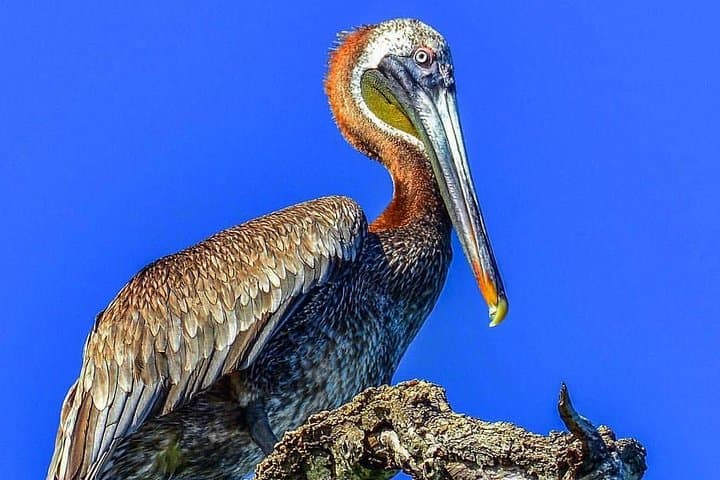 Private Los Haitises Boat Tour from Sabana de la Mar: Mangroves, Caves & Local Guides photo 5