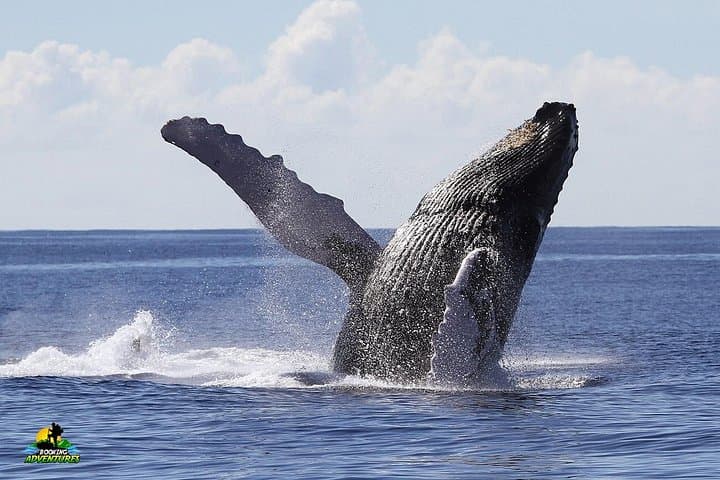 Whale Watching from Samaná to Cayo Levantado — Day Tour to the Humpback Sanctuary photo 4