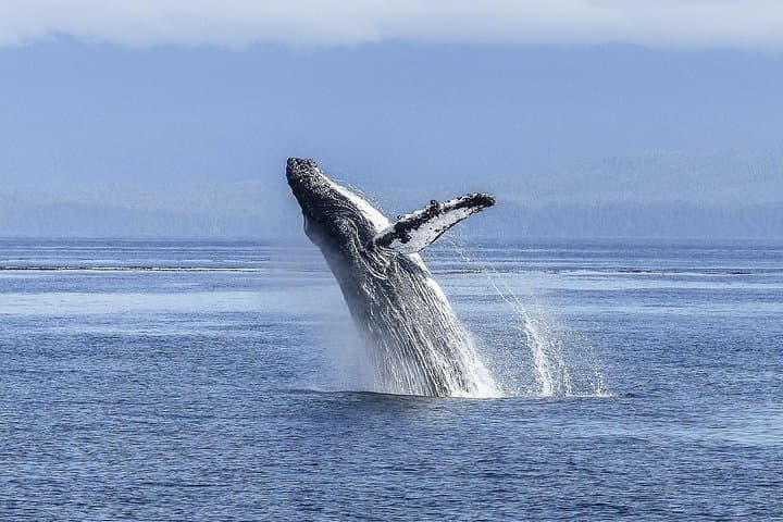 Cape Town to Hermanus Whale Watching Day Tour — Southern Right Whales & Coastal Sights