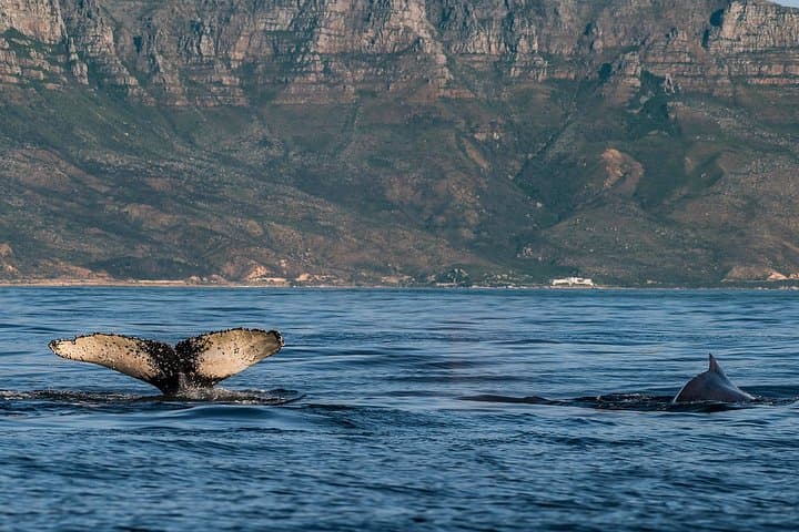 Cape Town to Hermanus Whale Watching Day Tour — Southern Right Whales & Coastal Sights photo 4