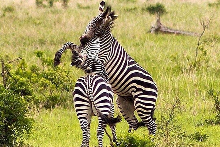 3-Day Mikumi Safari: Morning & Afternoon Game Drives in Tanzania