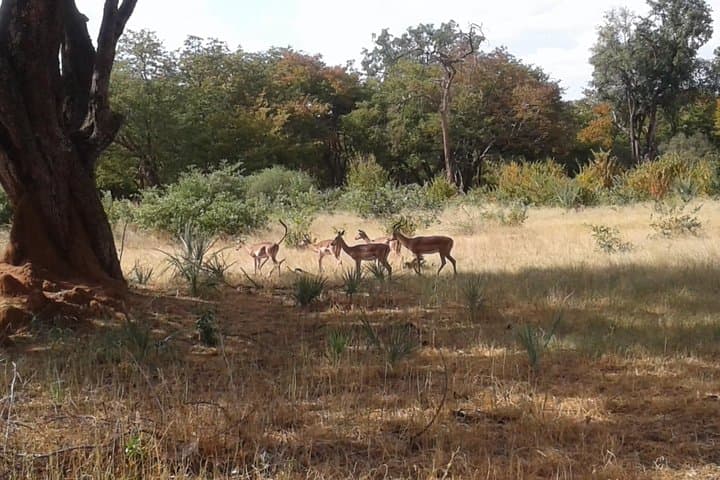 Game Drive and Rhino Walk near Livingstone: Up-Close Rhino Tracking in a National Park photo 6