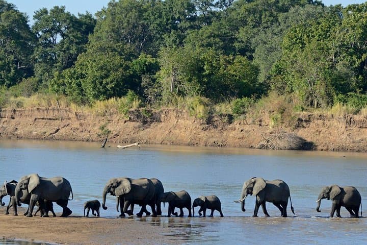 Chobe Full-Day Safari from Livingstone: River Cruise and Game Drive in Chobe National Park photo 5