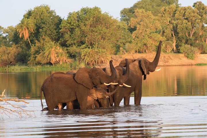 Chobe Full-Day Safari from Livingstone: River Cruise and Game Drive in Chobe National Park photo 4