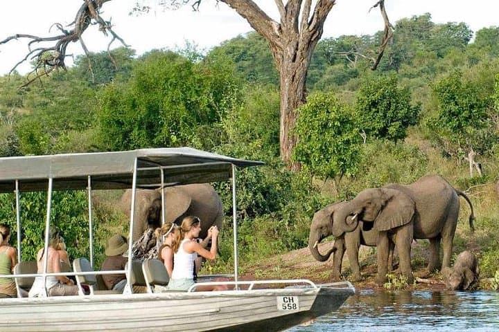 Chobe Full-Day Safari from Livingstone: River Cruise and Game Drive in Chobe National Park photo 3