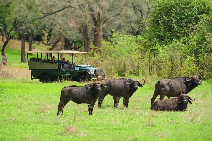 Chobe Full-Day Safari from Livingstone: River Cruise and Game Drive in Chobe National Park photo 2