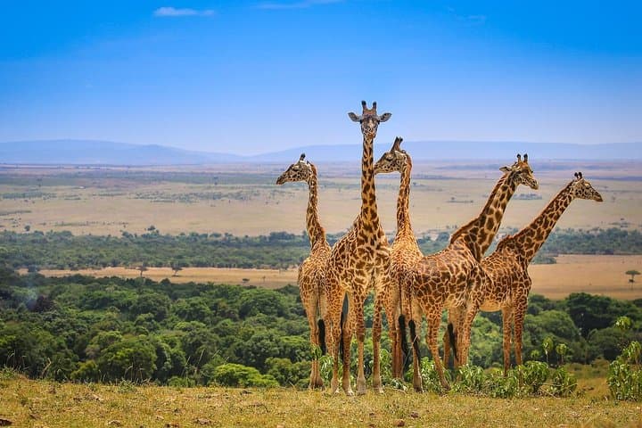 4-Day Maasai Mara Safari: Big Five, Wildebeest Migration & Lake Nakuru