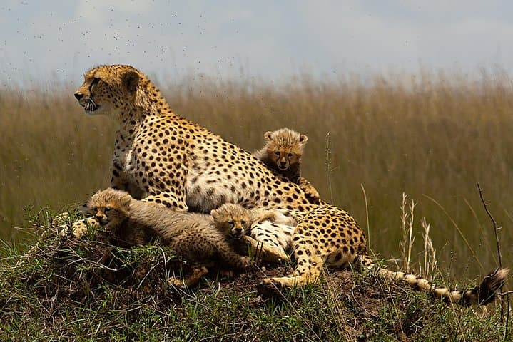 4-Day Maasai Mara Safari: Big Five, Wildebeest Migration & Lake Nakuru photo 2