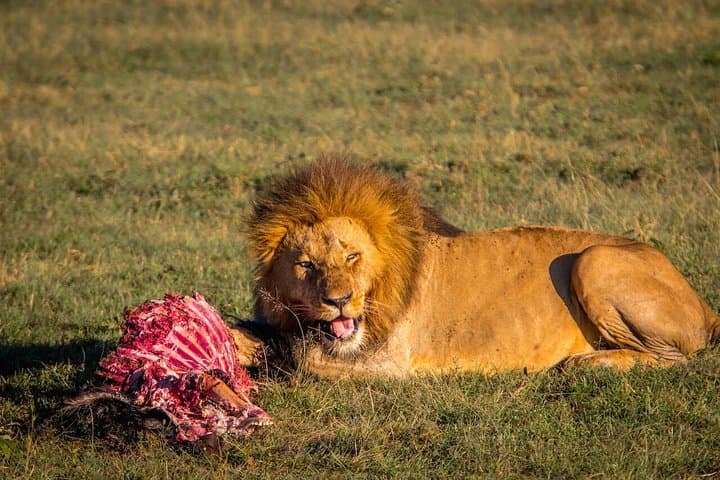 4-Day Maasai Mara Safari: Big Five, Wildebeest Migration & Lake Nakuru photo 4