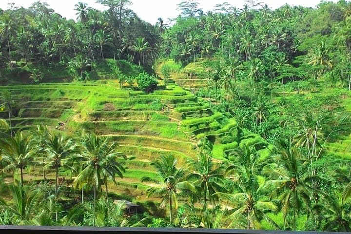 Full-Day Bali: Temple, Rice Terraces & Waterfall — All-Inclusive Tour photo 6