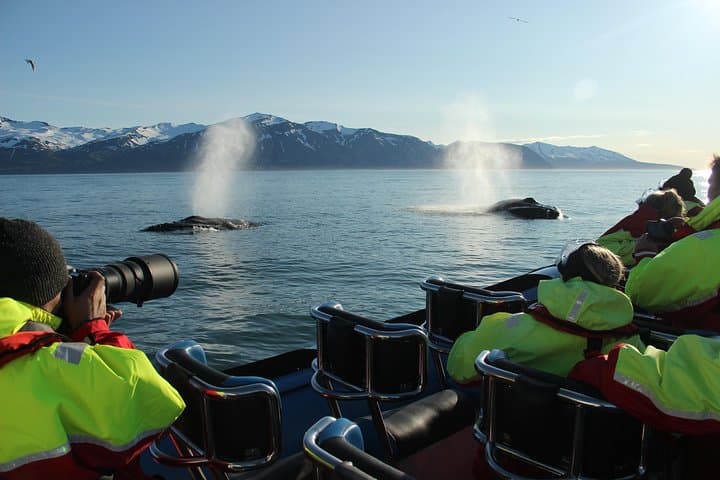 Big Whale Safari & Puffins Speedboat Tour from Húsavík — RIB Adventure in Skjálfandi Bay photo 3