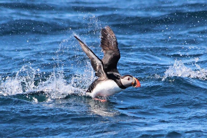 Big Whale Safari & Puffins Speedboat Tour from Húsavík — RIB Adventure in Skjálfandi Bay photo 4