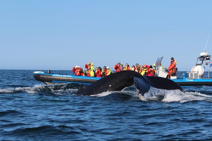 Big Whale Safari & Puffins Speedboat Tour from Húsavík — RIB Adventure in Skjálfandi Bay photo 5