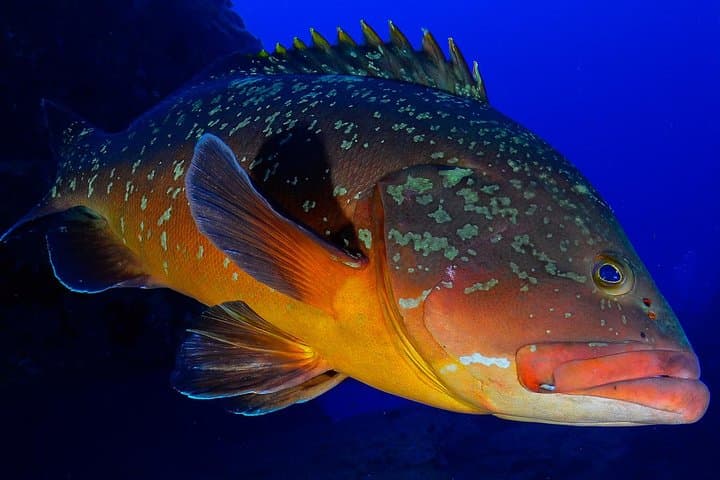 Advanced Diver Course in La Restinga — 2–3 Day Deep & Navigation Training photo 6