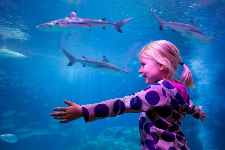 Sea Life Oberhausen Aquarium Admission — Explore Germany's Largest Shark Nursery photo 2
