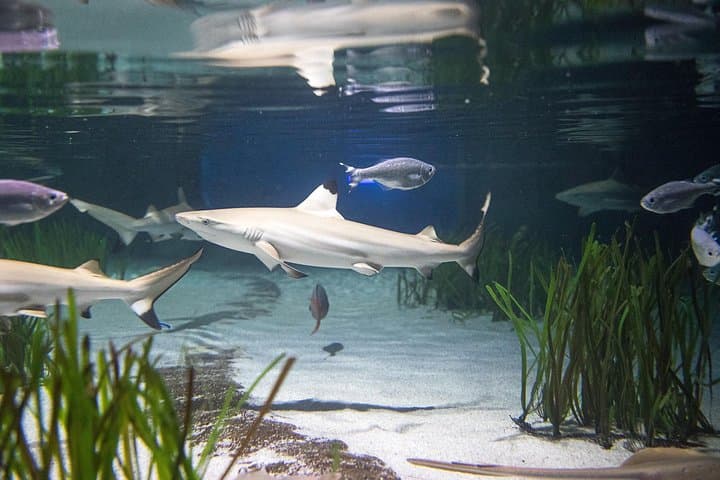 Sea Life Oberhausen Aquarium Admission — Explore Germany's Largest Shark Nursery photo 5