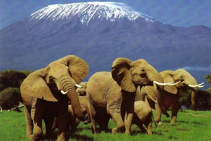 Tracking the Great Wildebeest Migration: Masai Mara & Kenya Safari Guide photo 2