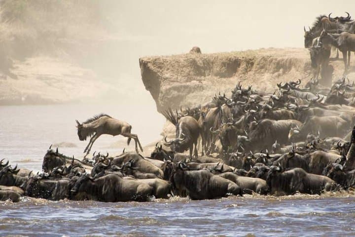 Tracking the Great Wildebeest Migration: Masai Mara & Kenya Safari Guide photo 3