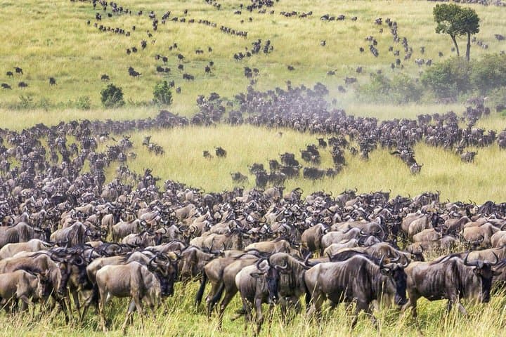 Tracking the Great Wildebeest Migration: Masai Mara & Kenya Safari Guide photo 4