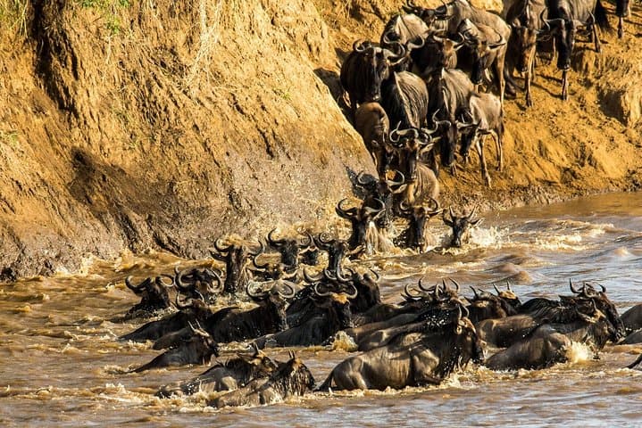 Tracking the Great Wildebeest Migration: Masai Mara & Kenya Safari Guide