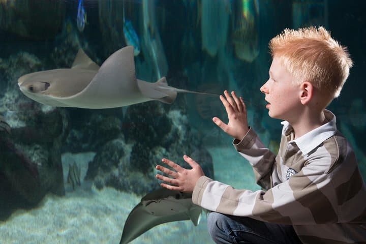 Sea Life Hannover Aquarium: Sharks, Rainforest & Ocean Tunnel Guide photo 6