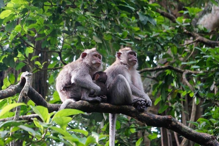 Private Bali Customized Tours — Full-Day Personalized Island Excursion photo 5