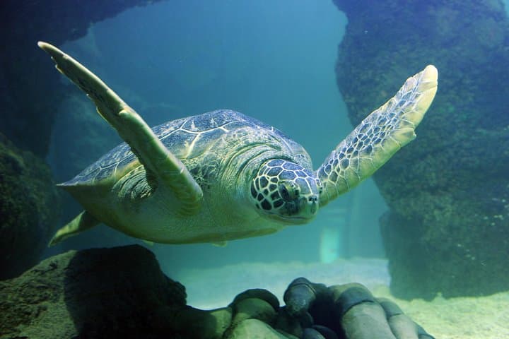 Inside SEA LIFE Paris Val d'Europe: Practical Guide to the Aquarium Experience photo 2