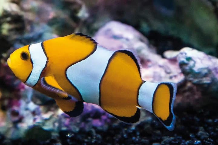 Inside SEA LIFE Paris Val d'Europe: Practical Guide to the Aquarium Experience photo 6
