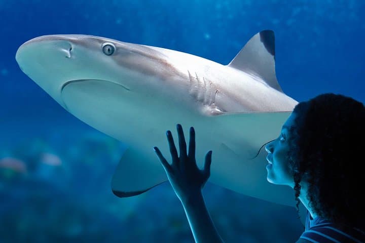 Inside SEA LIFE Paris Val d'Europe: Practical Guide to the Aquarium Experience photo 3