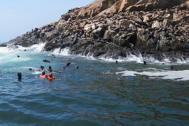 Palomino Islands Sea Lion Swim from Lima — Speedboat Excursion & Wildlife Viewing