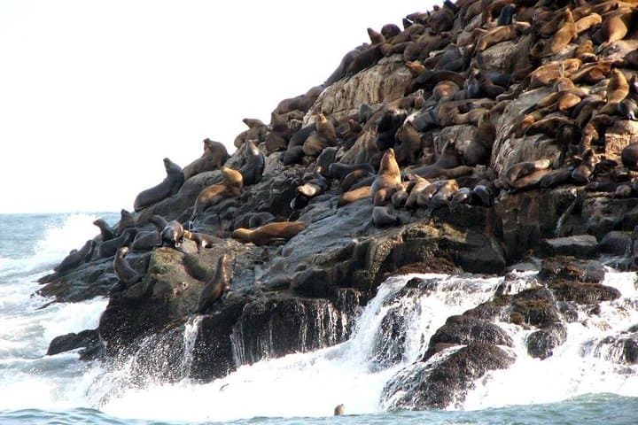 Palomino Islands Sea Lion Swim from Lima — Speedboat Excursion & Wildlife Viewing photo 3