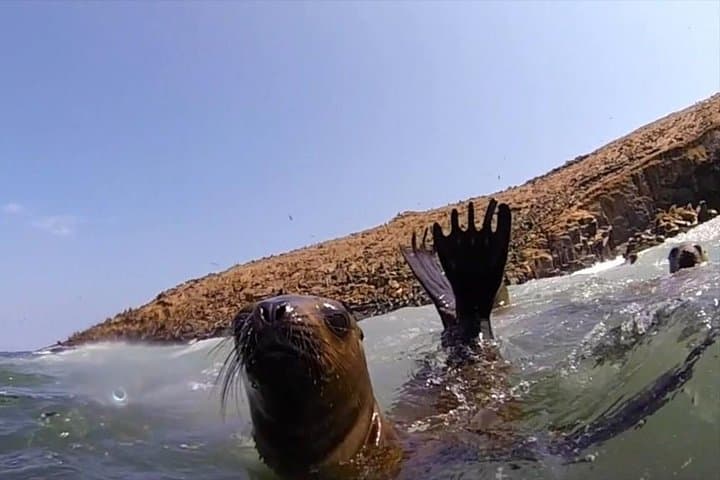 Palomino Islands Sea Lion Swim from Lima — Speedboat Excursion & Wildlife Viewing photo 6