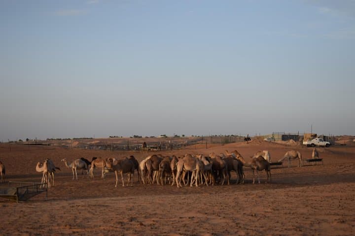 Evening Desert Safari in Dubai: 6-Hour Private Dune Bashing & BBQ Dinner photo 2