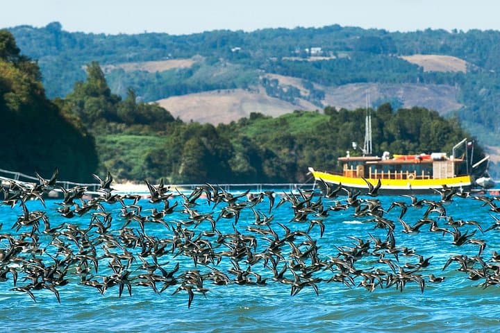 Self-Drive Chilean Lake District: 5-Day Puerto Varas to Chiloé Road Trip
