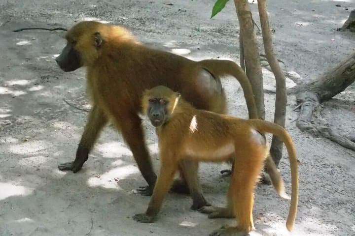 Makasutu Culture Forest Day Tour: Canoe Cruise & Palm-Forest Walk from Banjul photo 5