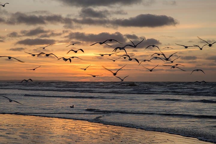 Private Day Trip to Essaouira from Marrakech: Coastal Citadel, Argan Groves & Seafood photo 4