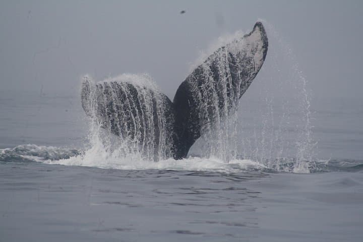 Private Whale Watching in Puerto Vallarta — Ethical Humpback Encounters photo 3