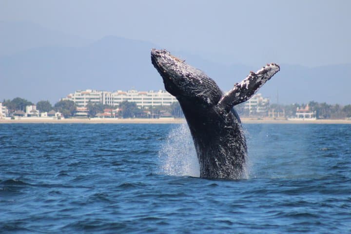 Private Whale Watching in Puerto Vallarta — Ethical Humpback Encounters photo 4