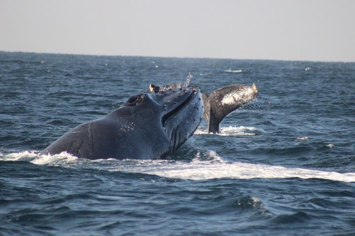 Private Whale Watching in Puerto Vallarta — Ethical Humpback Encounters photo 5