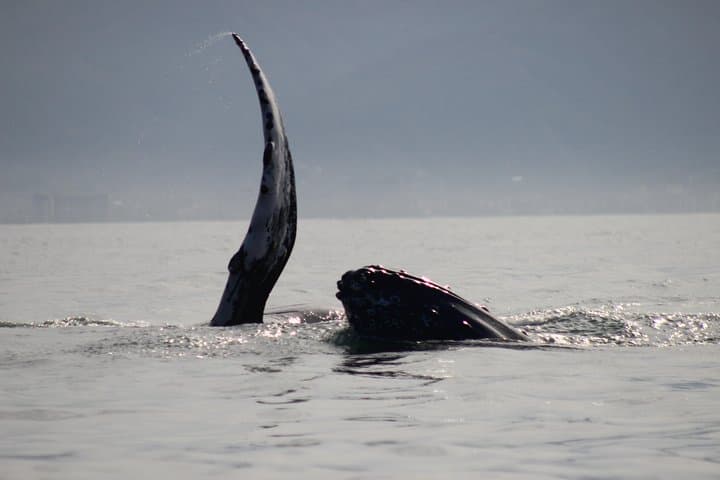 Private Whale Watching in Puerto Vallarta — Ethical Humpback Encounters photo 6