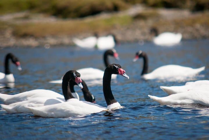 Full-Day Chiloe Island Tour from Puerto Varas: Ancud, Caulín & Lacuy Beaches photo 4