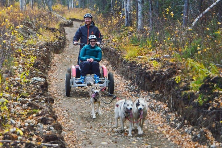 Mush Your Own Sled Dog Team in Talkeetna — Summer & Fall Dryland Mushing photo 4