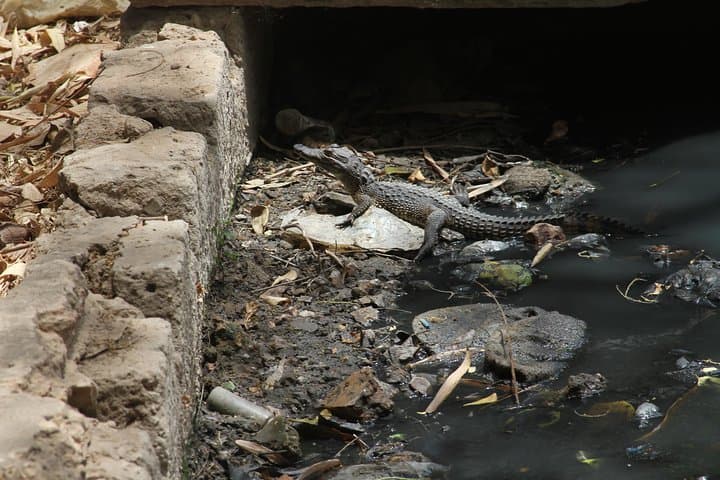 Banjul Private Half-Day City Tour: Crocodile Pool, Market & Batik Workshop photo 3