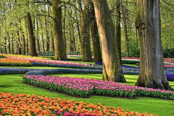 Private Keukenhof Gardens & Tulip Fields Tour from Amsterdam photo 3
