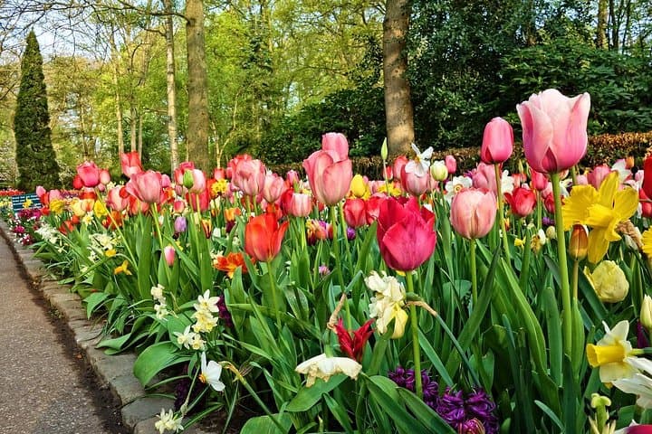 Private Keukenhof Gardens & Tulip Fields Tour from Amsterdam photo 5