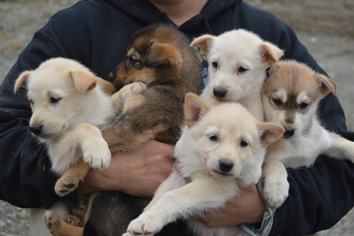 Mush Your Own Sled Dog Team in Talkeetna — Summer & Fall Dryland Mushing photo 2