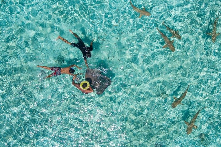 Private Lagoon Snorkel Tour in Bora Bora — Sharks, Rays & Coral Gardens photo 4